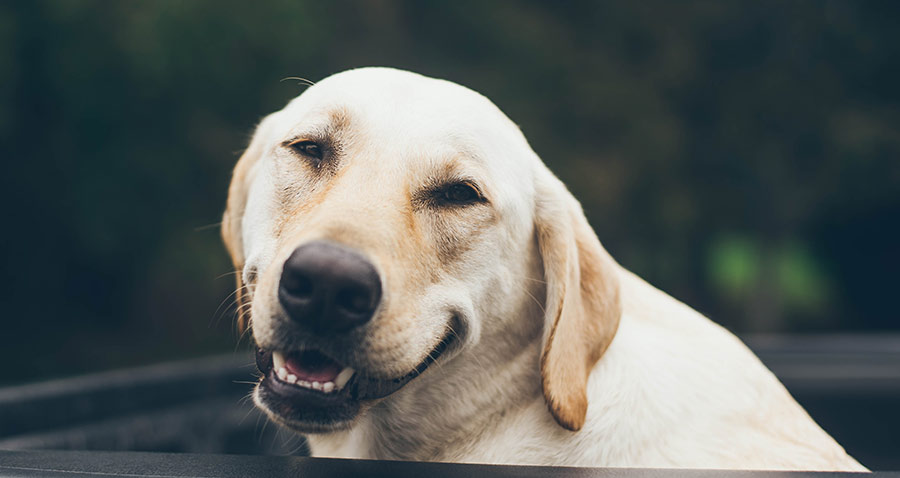 Luxe Compatibel met roltrap Ziekteverloop hartfalen bij de hond | Dogcare.nl