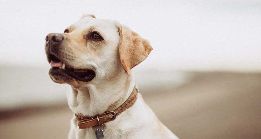 Trouw Stimulans haspel Is de hond benauwd? | Dogcare.nl